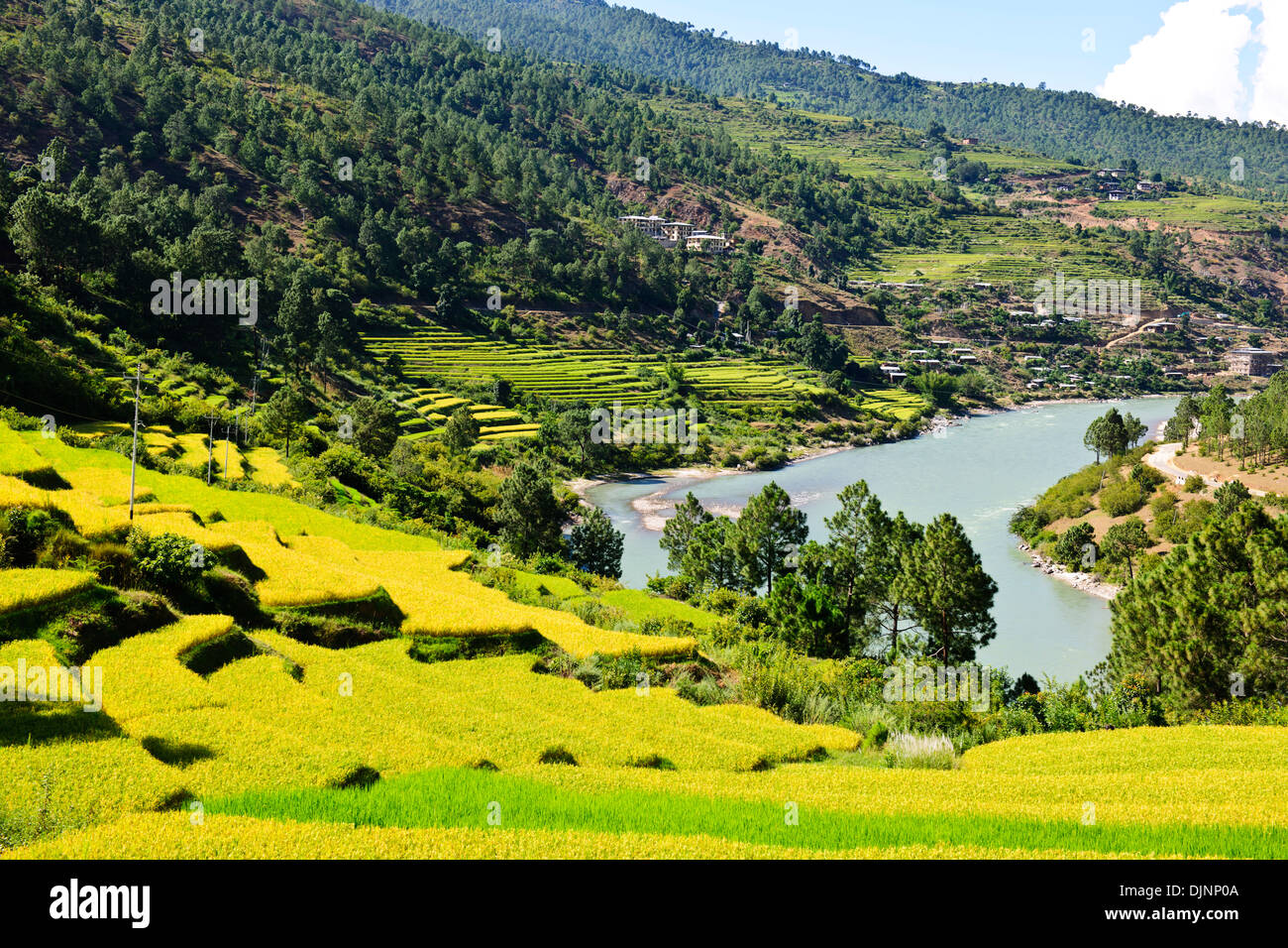Rice Harvests imminent,Cascading rice Paddies,Terracing,Mo Chhu River,Farms, Bhutanese distinctive houses,Punakha Valley Floor. Stock Photo