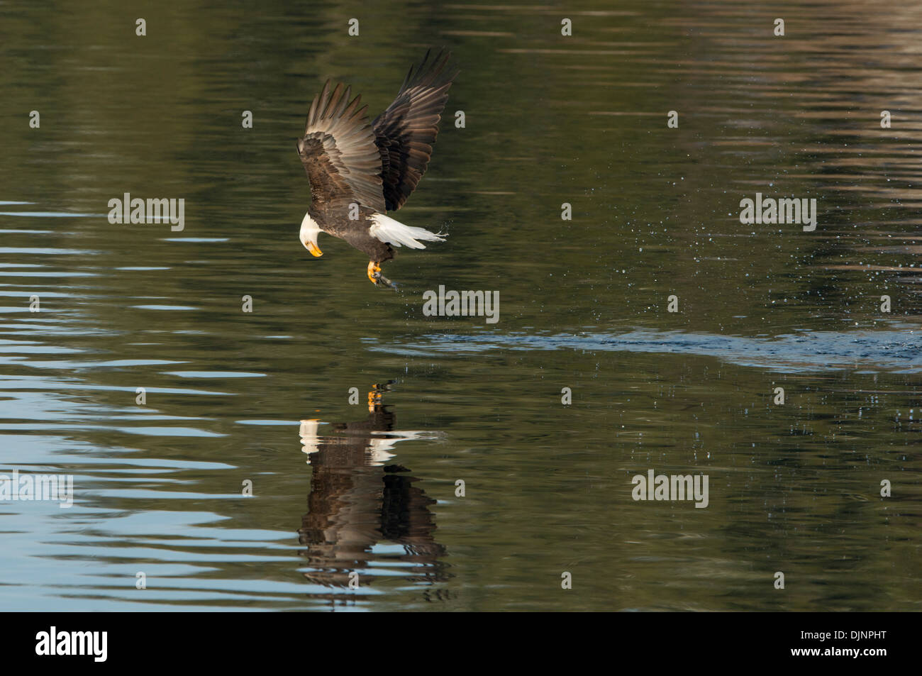 A bald eagle (Haliaeetus leucocephalus) looks downward to see if it caught a kokanee salmon during the spawn, Idaho Stock Photo