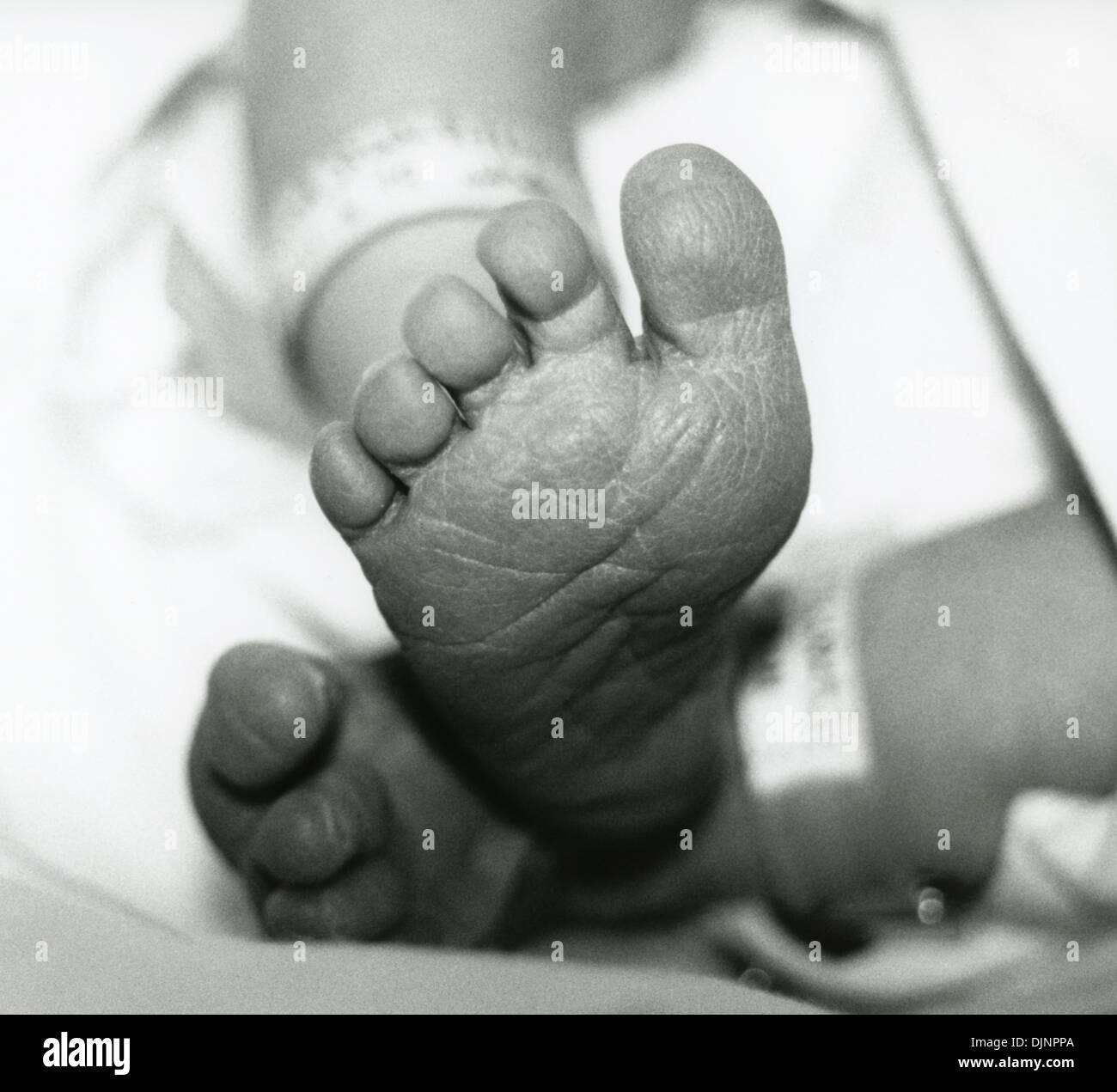 Newborn Baby Feet