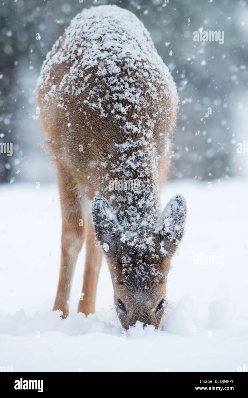 A White-tailed fawn (Odocoileus virginianus) digs through the snow for forage, Missoula, Montana Stock Photo