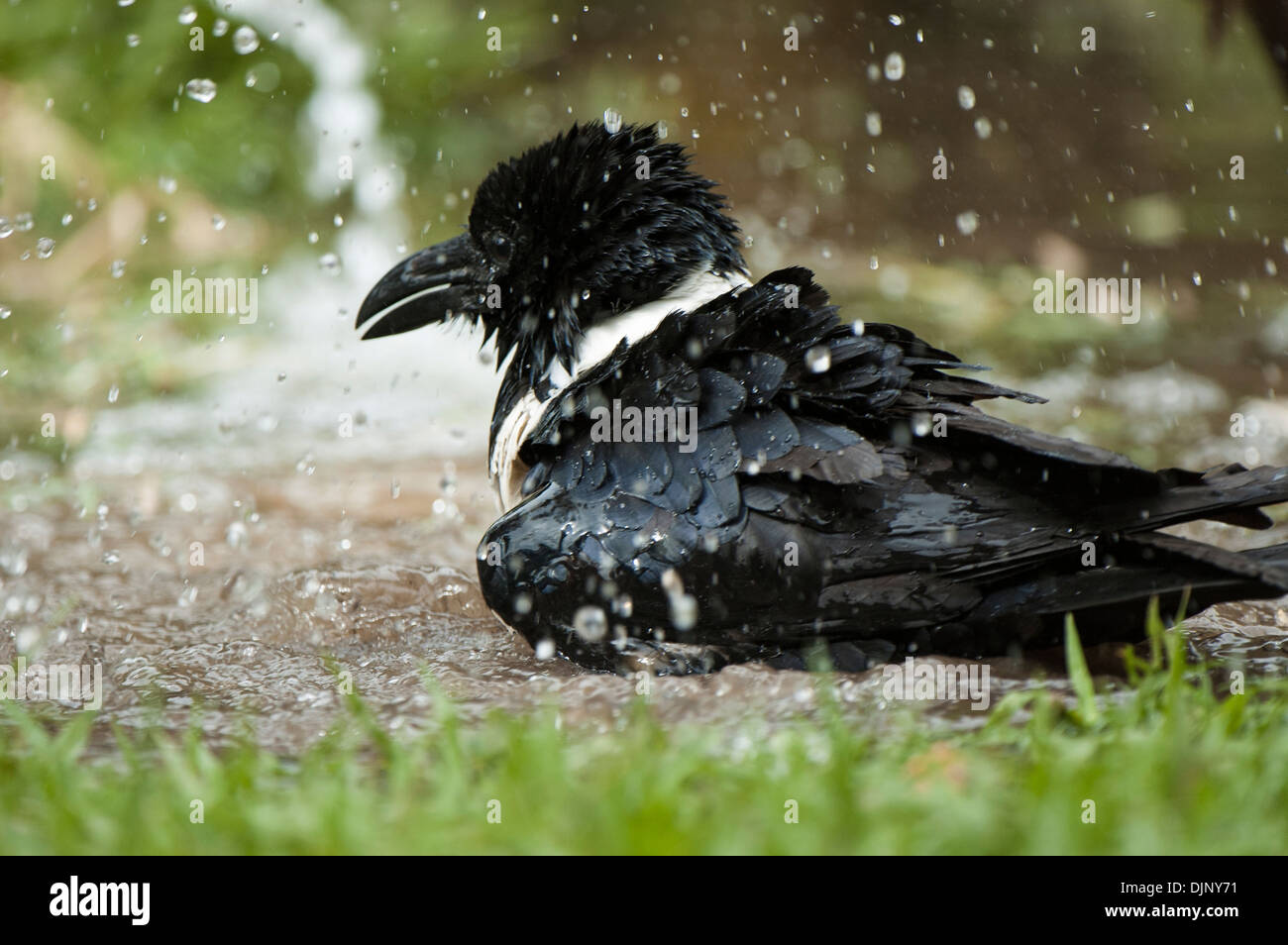 Crows bathing hi-res stock photography and images - Alamy