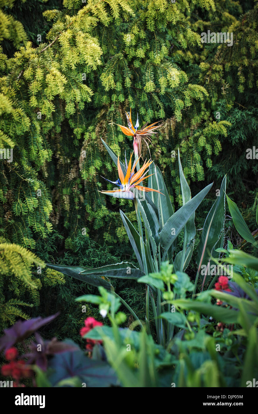 crane flowers Strelitzias, RHS garden Hyde Hall, Essex Stock Photo