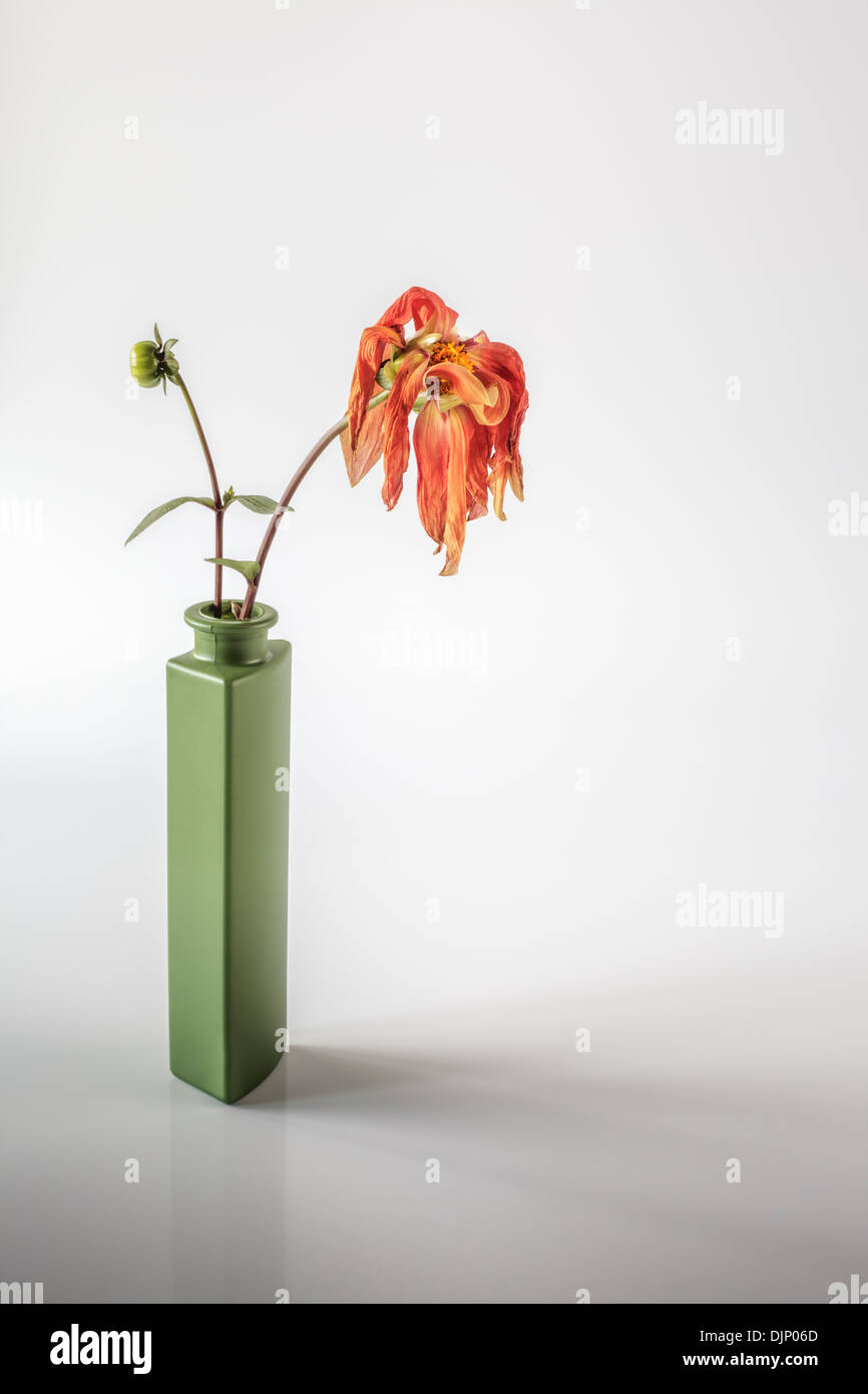drooping dahlia in tall green vase Stock Photo