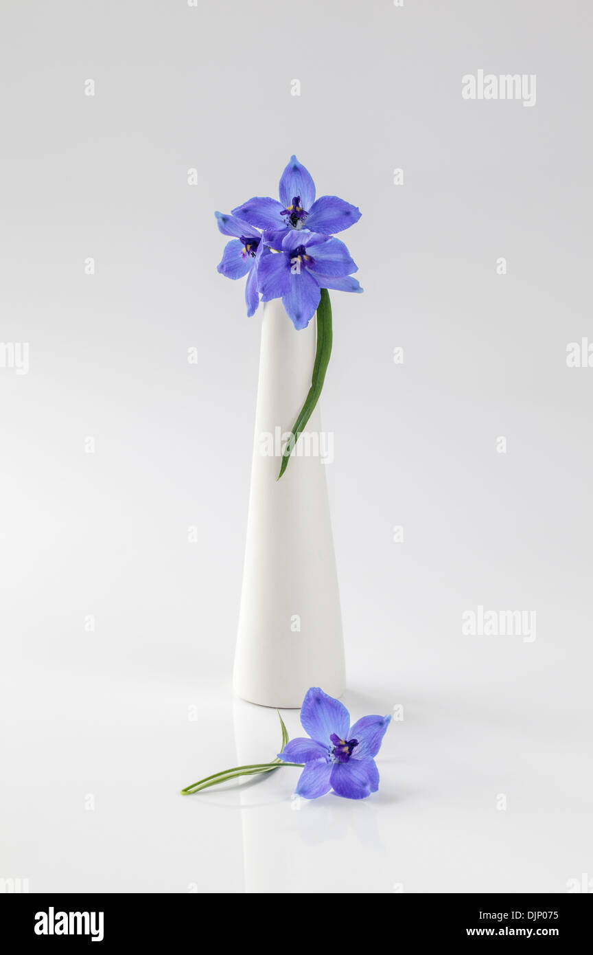 Blue delphiniums in white vase on plain white background Stock Photo