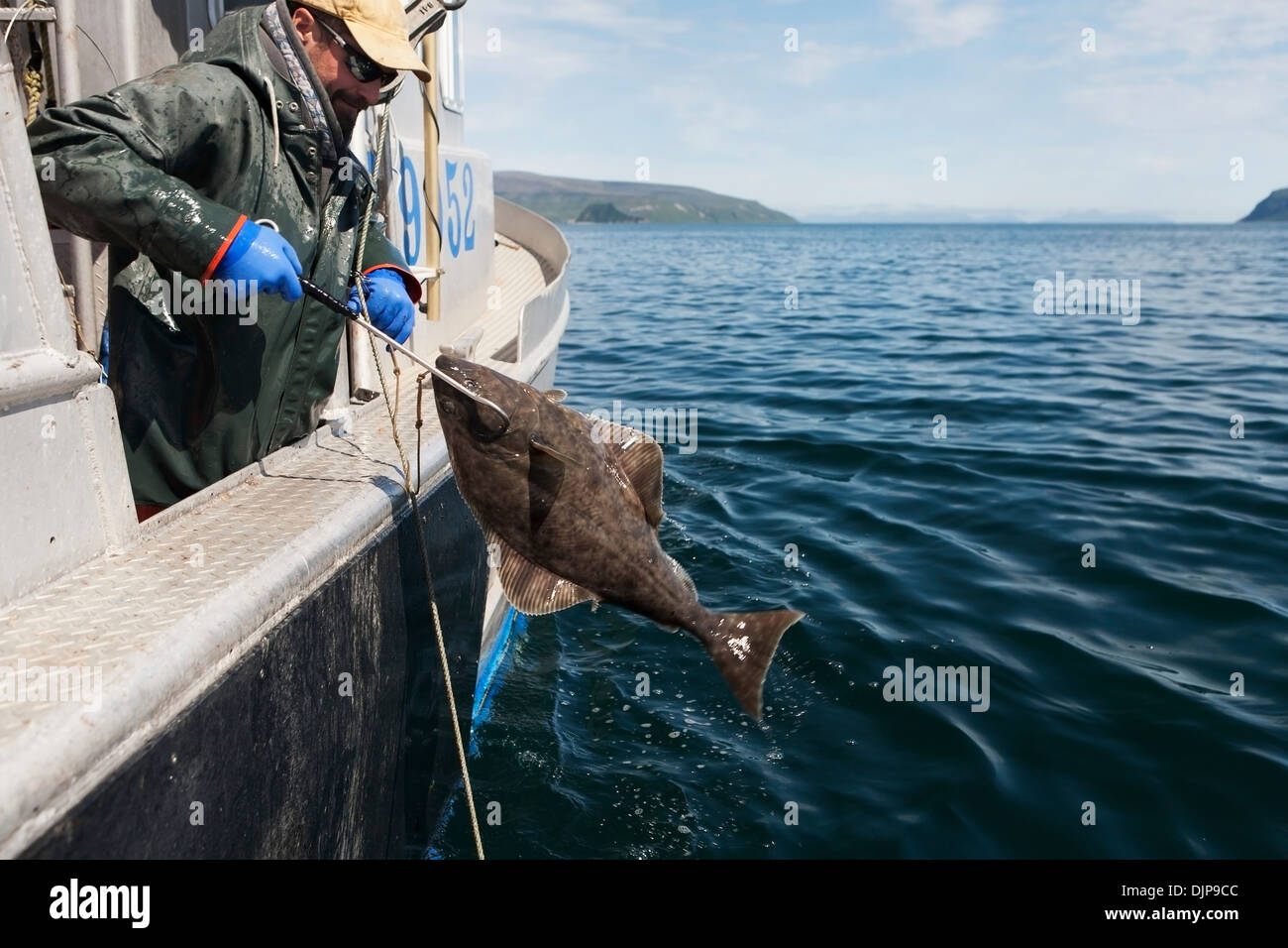 Gaffing Halibut To Bring Aboard During Commercial Longline Fishing