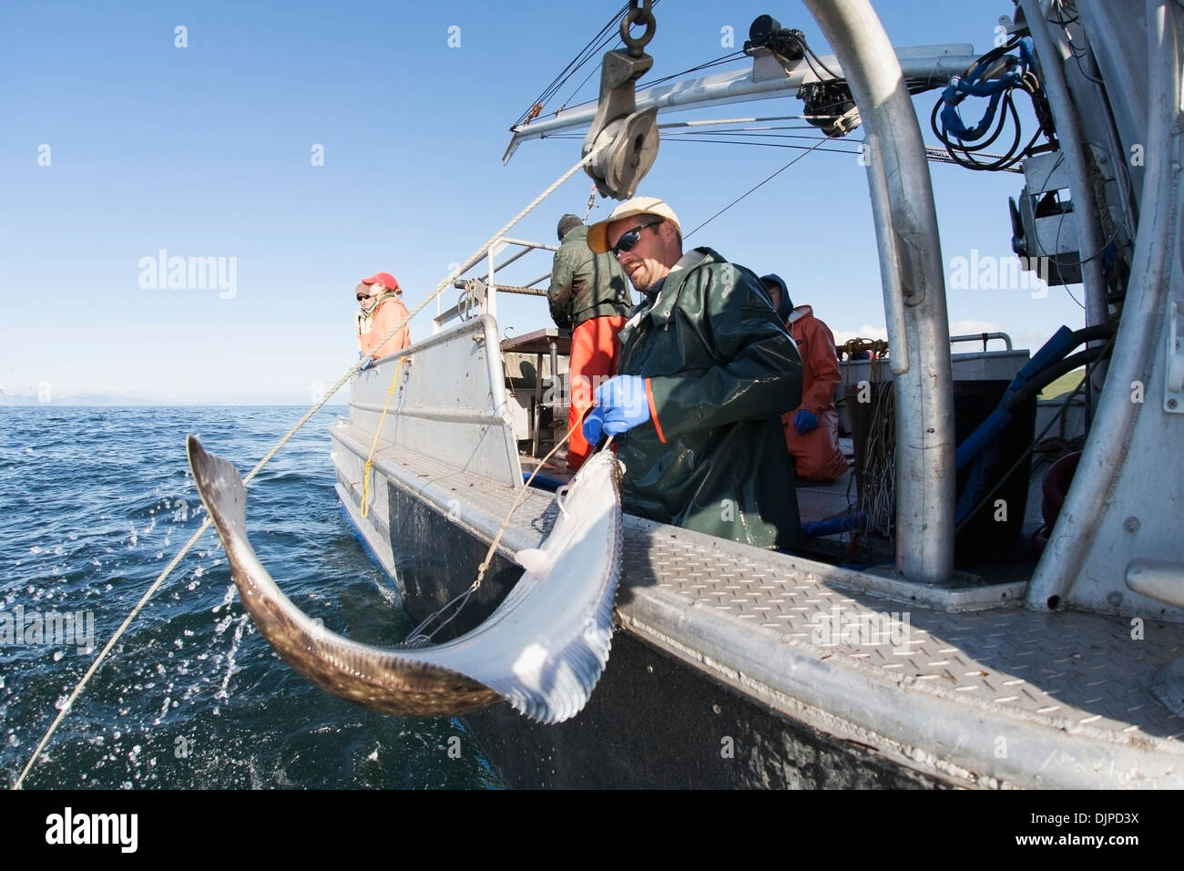 Gaffing Halibut To Bring Aboard During Commercial Longline Fishing In