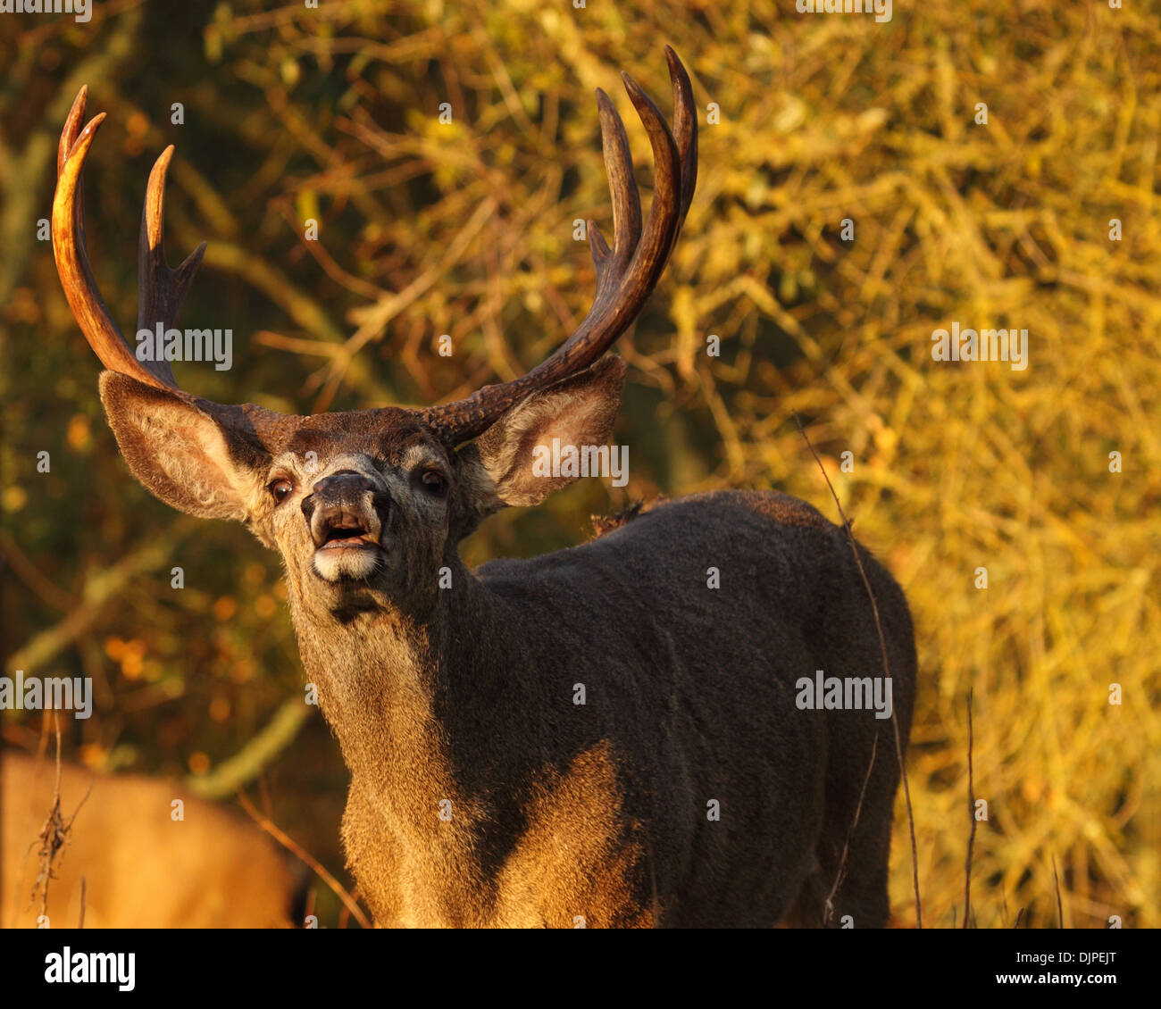 Black tailed deer buck using flehmen hires stock photography and
