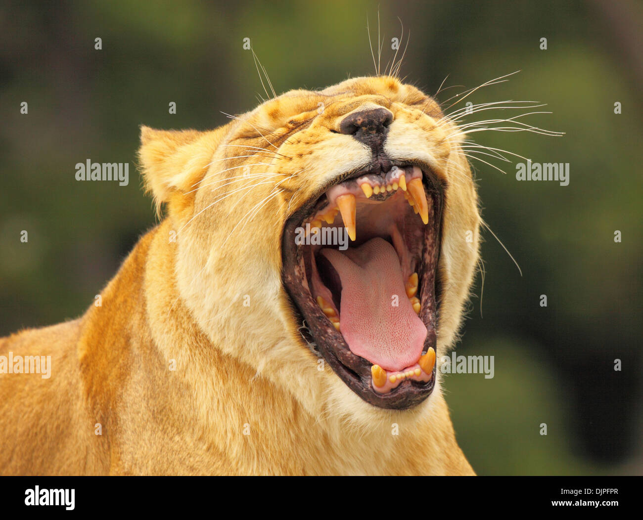 An African Lion letting out a low, deep growl. Stock Photo