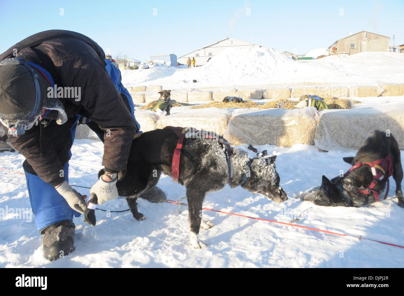 John baker dogsled hires stock photography and images Alamy