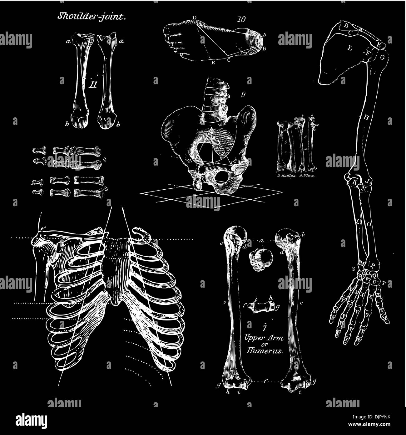 Human bones, vintage vector set Stock Vector