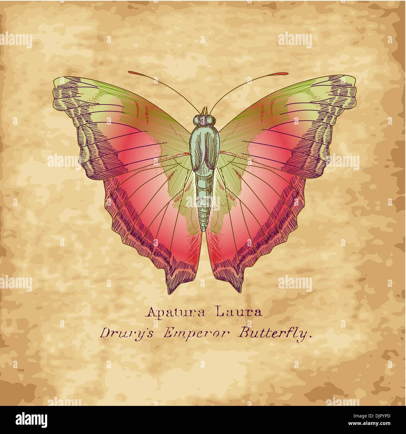 Hand drawn butterfly in vintage style Stock Vector Image & Art - Alamy