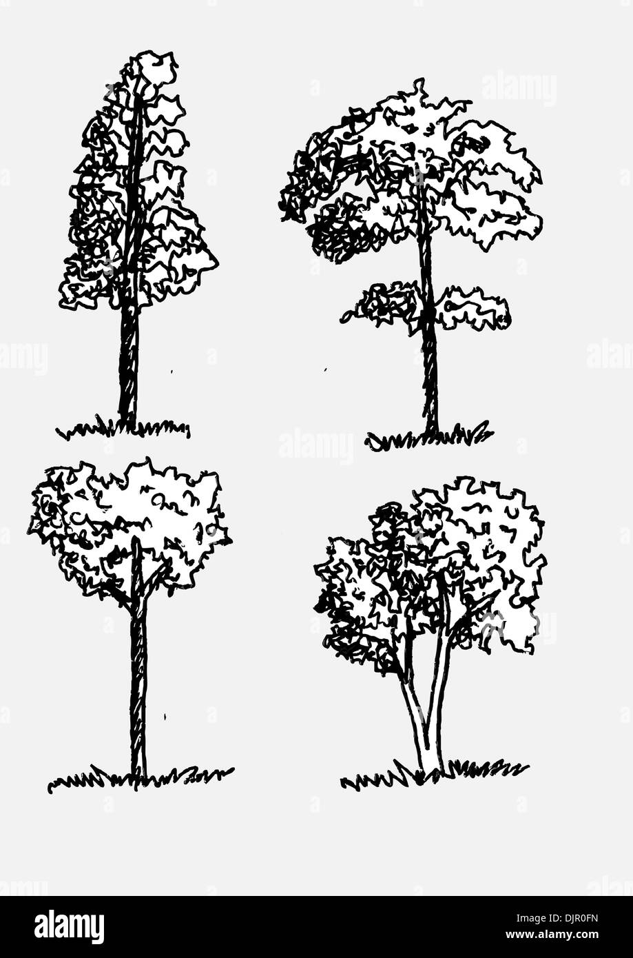 Sandalwood Black And White Stock Photos Images Page 3 Alamy