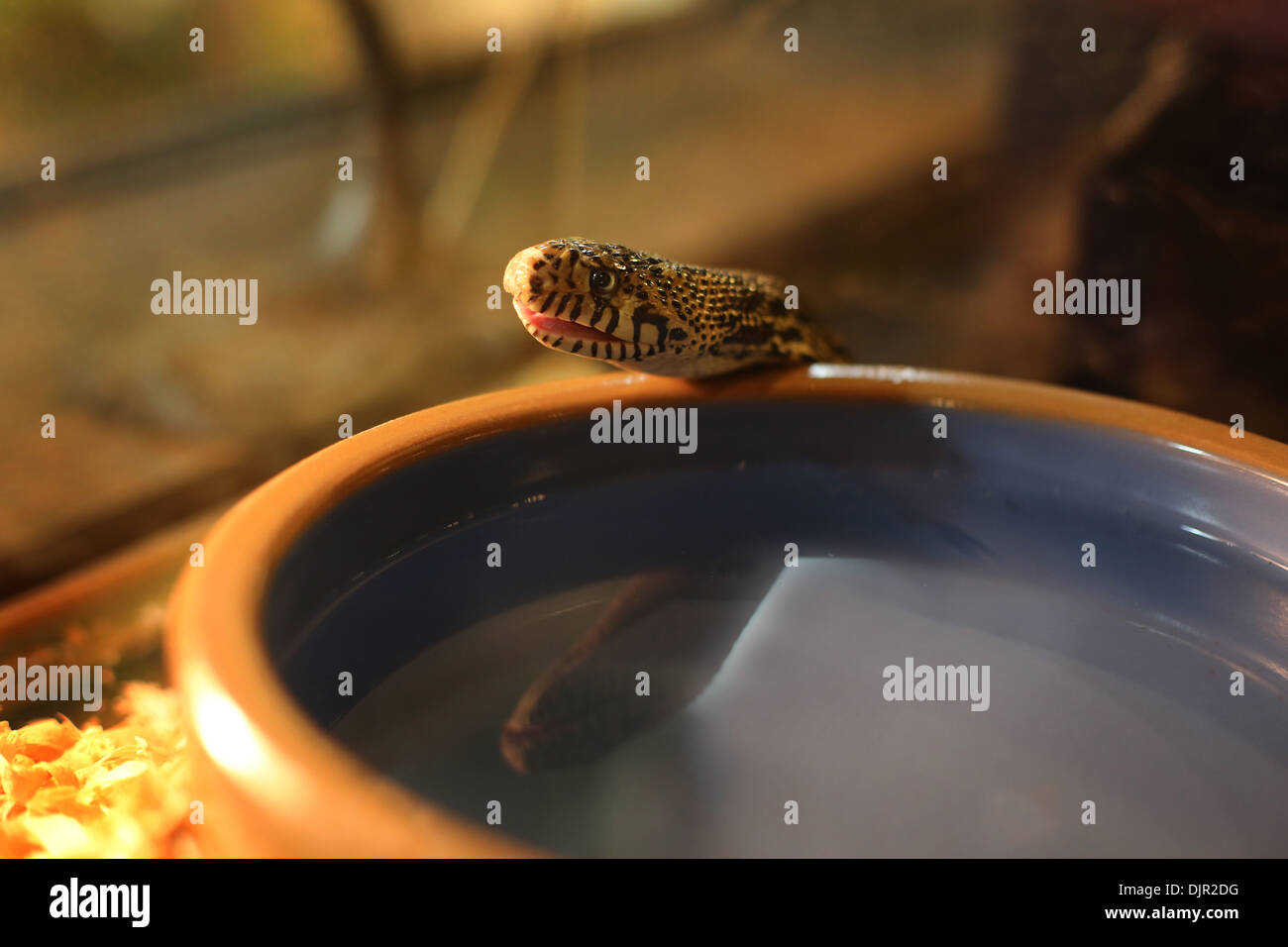 A close up of the head of a snake near his water bowl Stock Photo Alamy