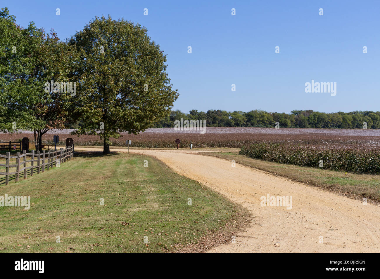Cotton fields at Shirley Plantation in Virginia Stock Photo Alamy