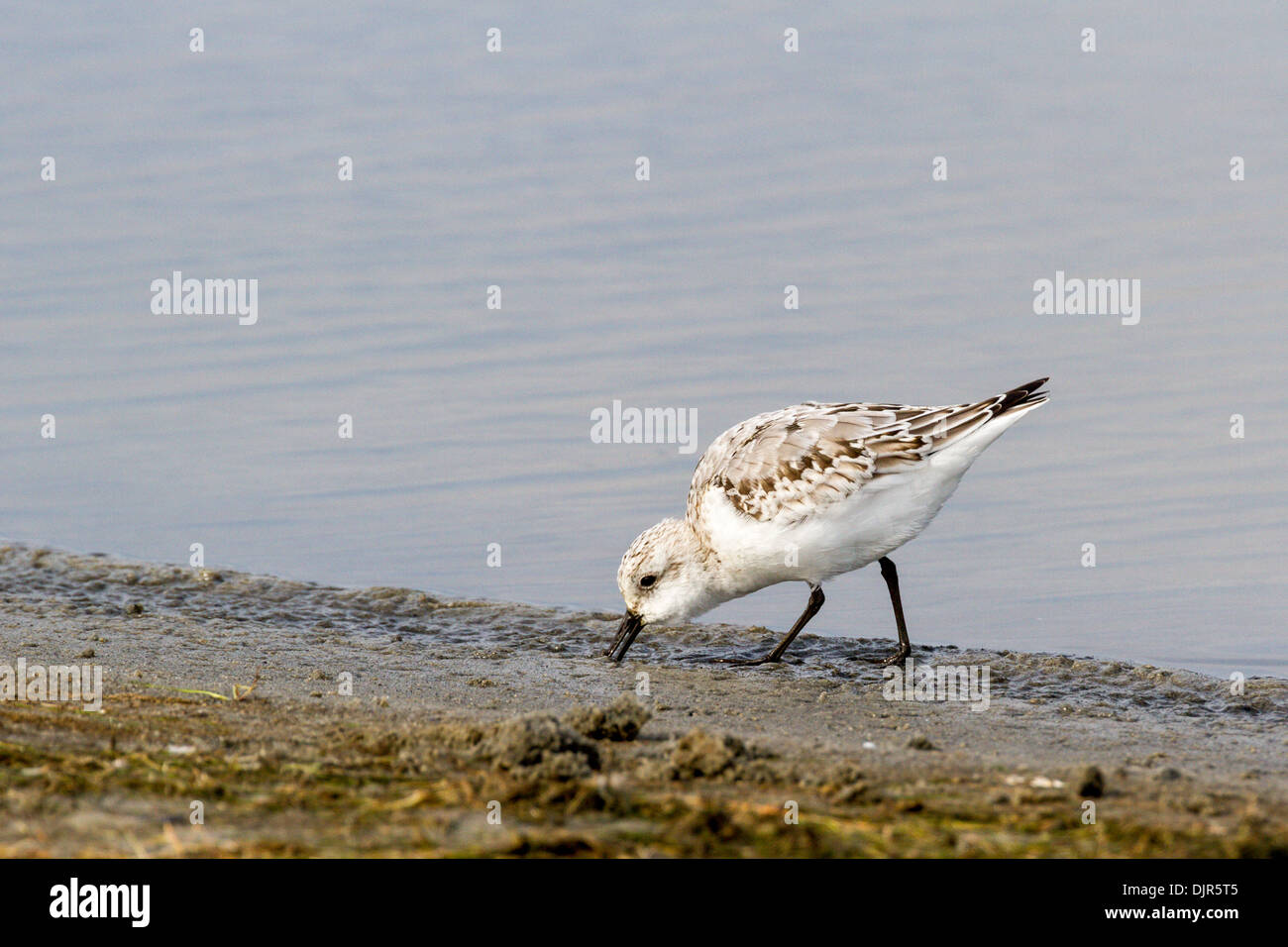 Sanderling sandpiper at Chincoteague National Wildlife Refuge on Assateague Island in Virginia. Stock Photo