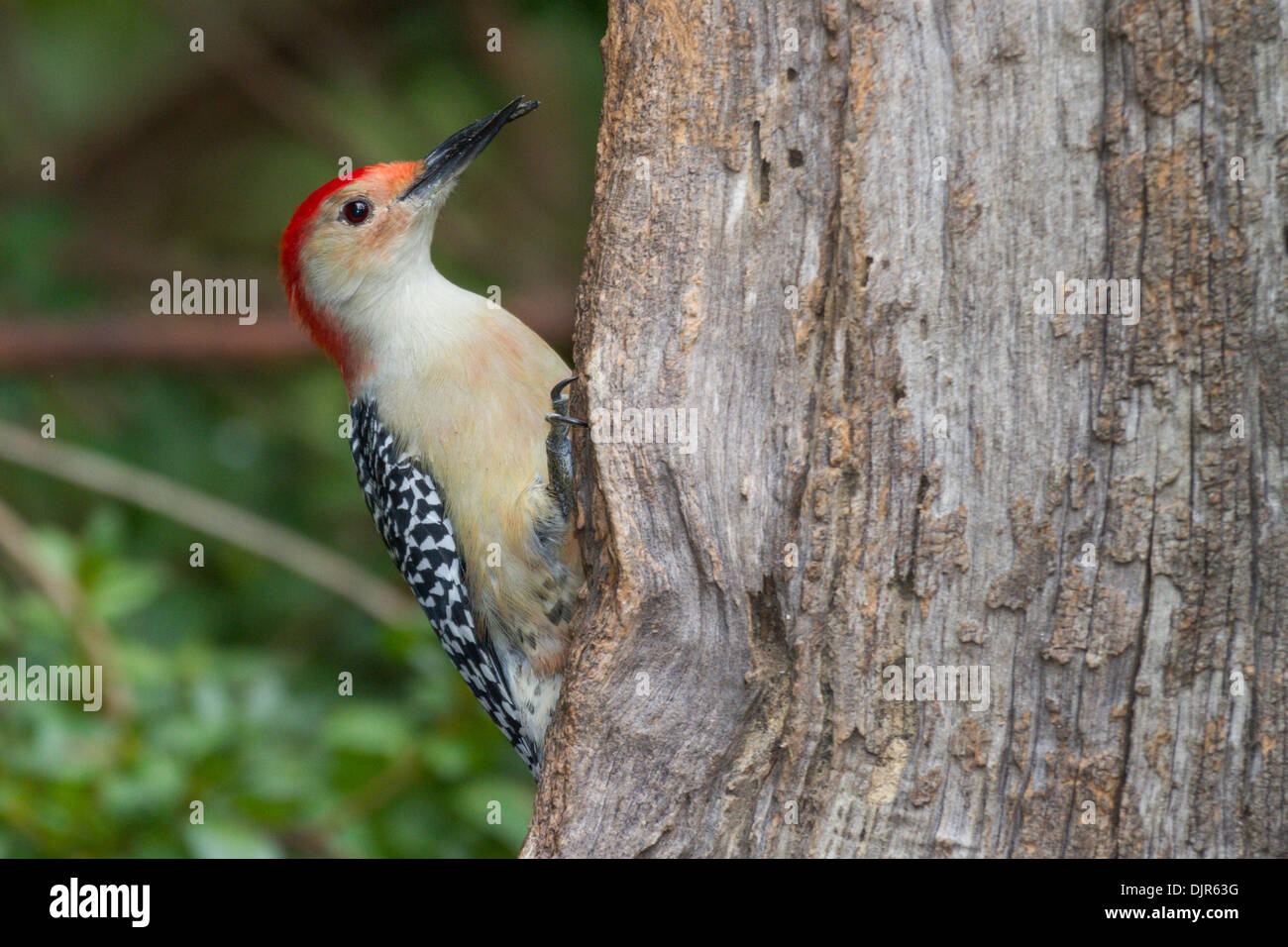 Barred patterns on wings hi-res stock photography and images - Alamy