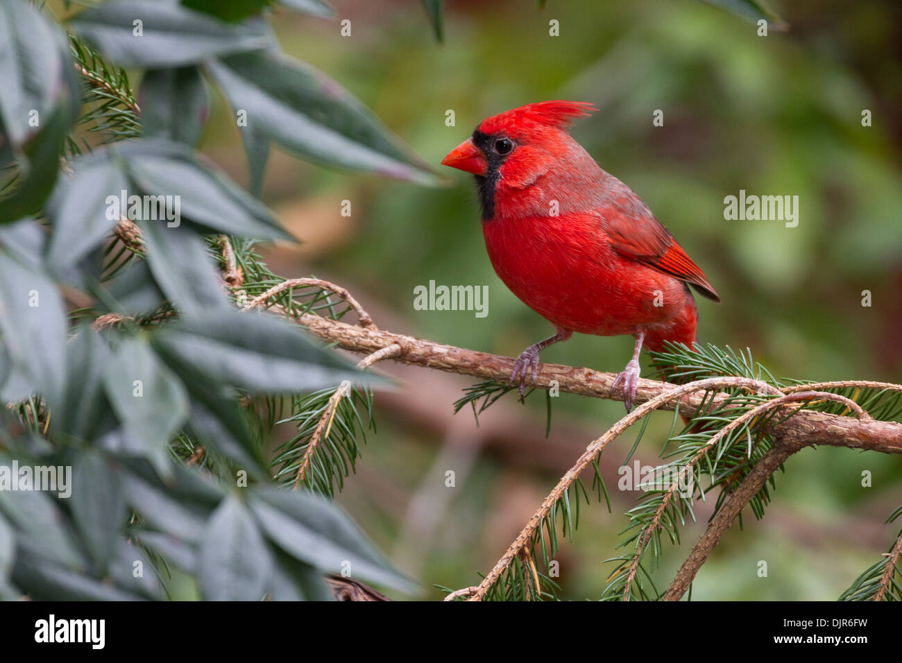 Round Top Fall Cardinal Red cardinal autumn bird hi-res stock photography and images - Alamy