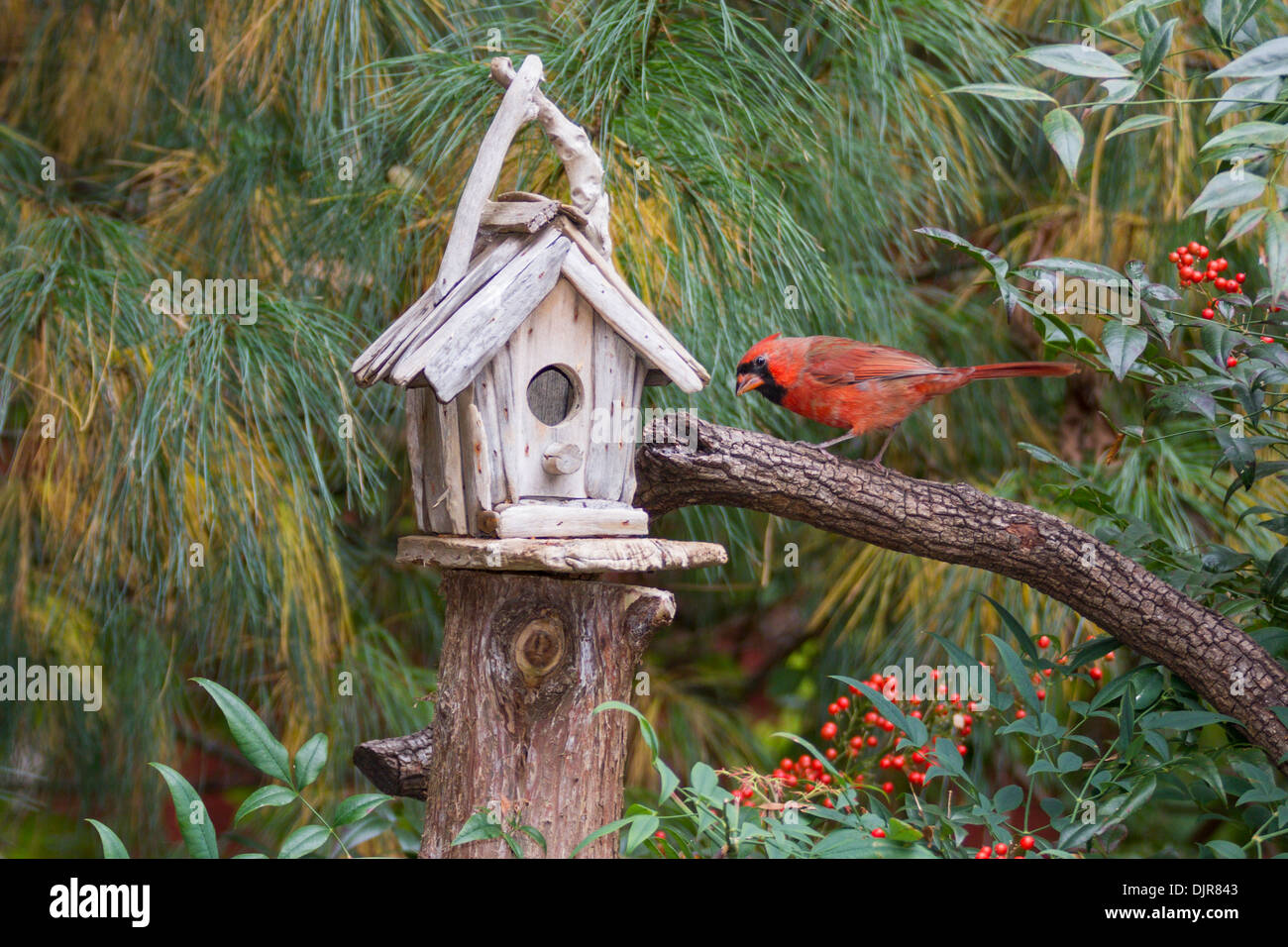 Male Northern Cardinal, Cardinalis cardinalis, at birdhouse feeder in McLeansville, North Carolina. Stock Photo