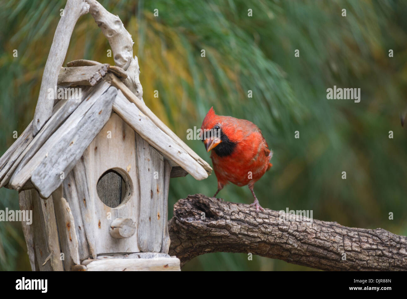 Male Northern Cardinal, Cardinalis cardinalis, at birdhouse feeder in McLeansville, North Carolina. Stock Photo