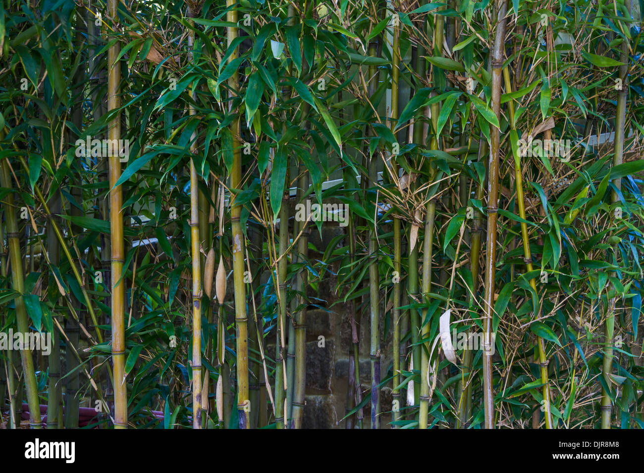 Narihira Bamboo forest at Norfolk Botanical Gardens in Norfolk, Virginia. Stock Photo