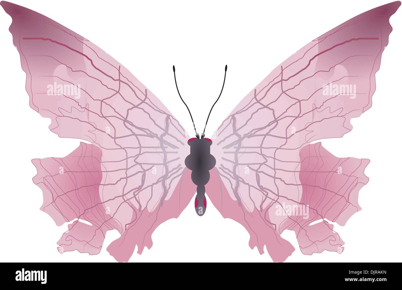 Vector image of the butterfly Stock Vector Image & Art - Alamy