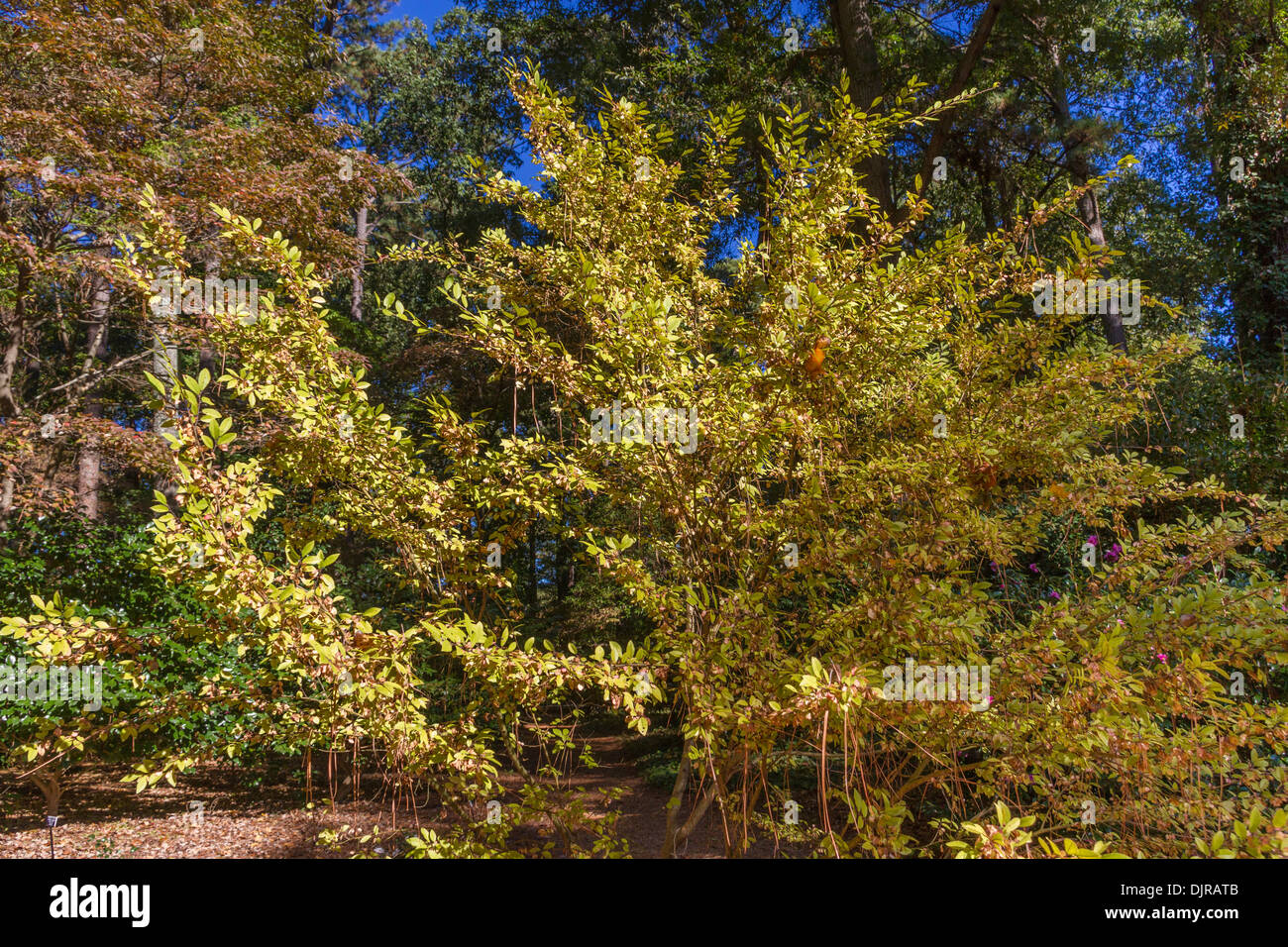 Golden Ray Elm tree at Norfolk Botanical Gardens in Norfolk, Virginia. Stock Photo