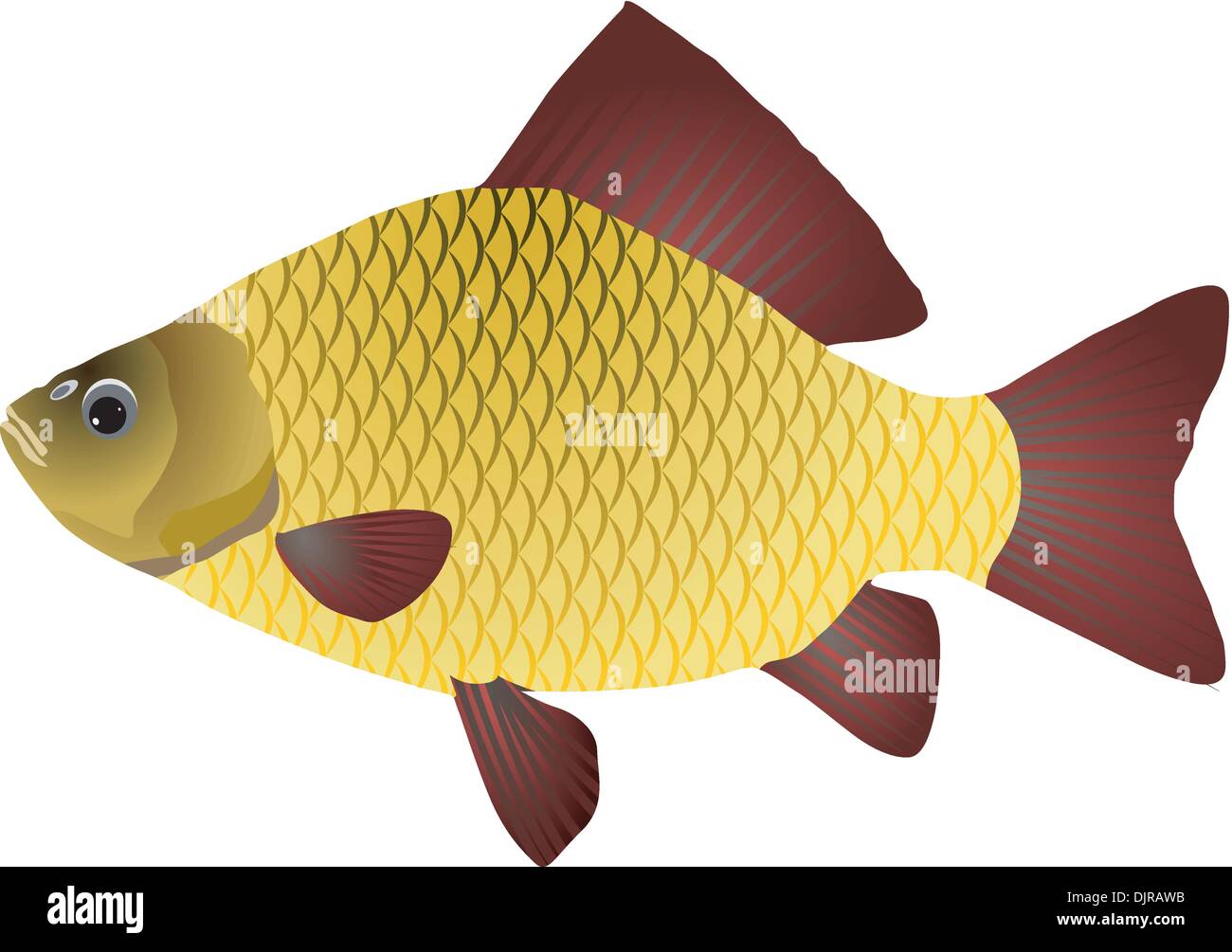 Vectors crucian Stock Vector