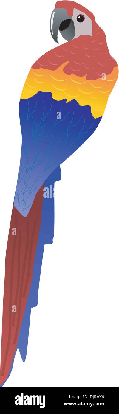 Vector illustration of parrot Stock Vector Image & Art - Alamy