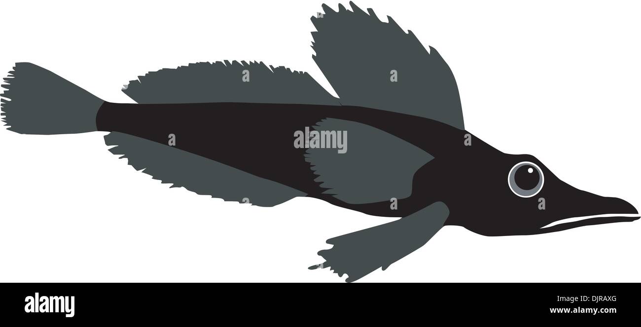 Vector image of icefish Stock Vector Image &amp; Art - Alamy