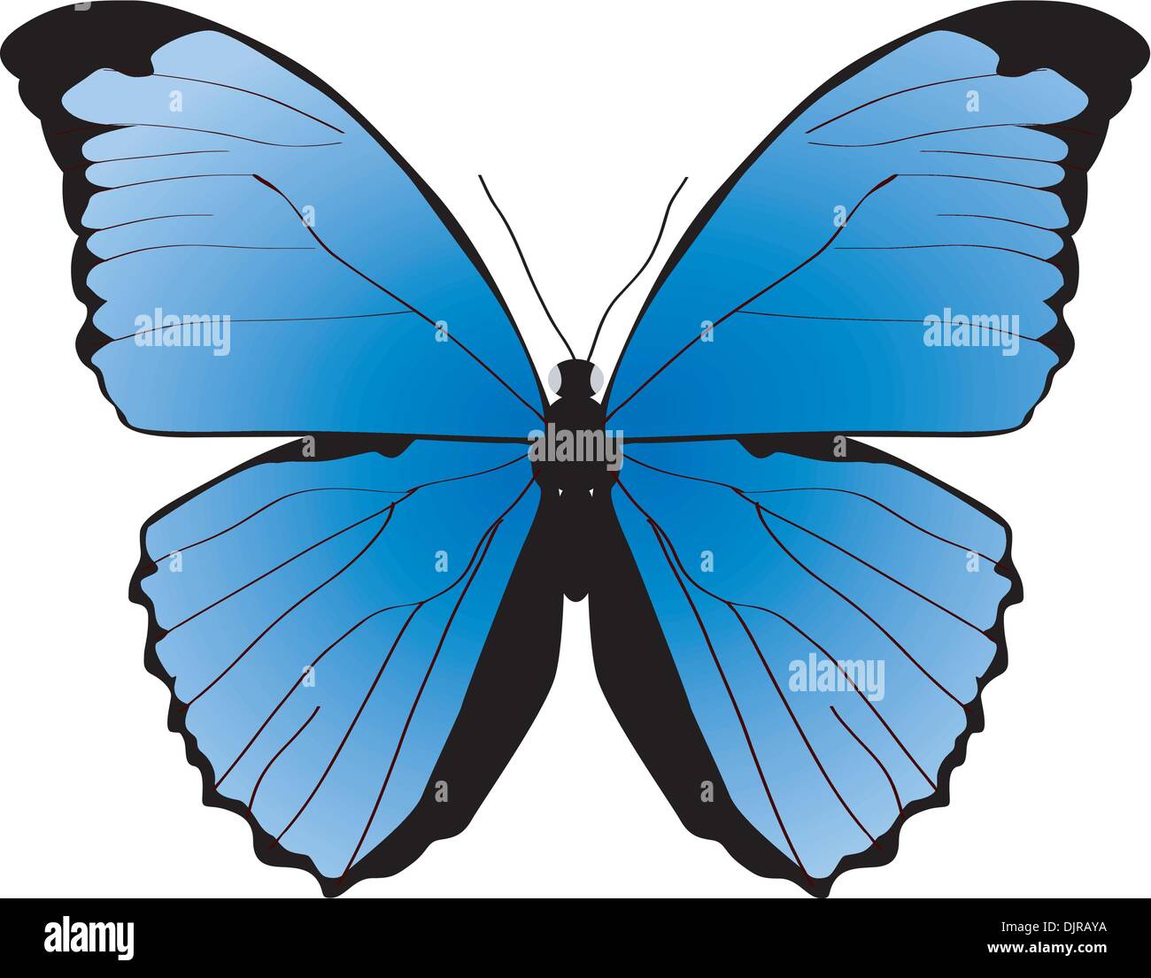 The blue butterfly on a white background Stock Vector