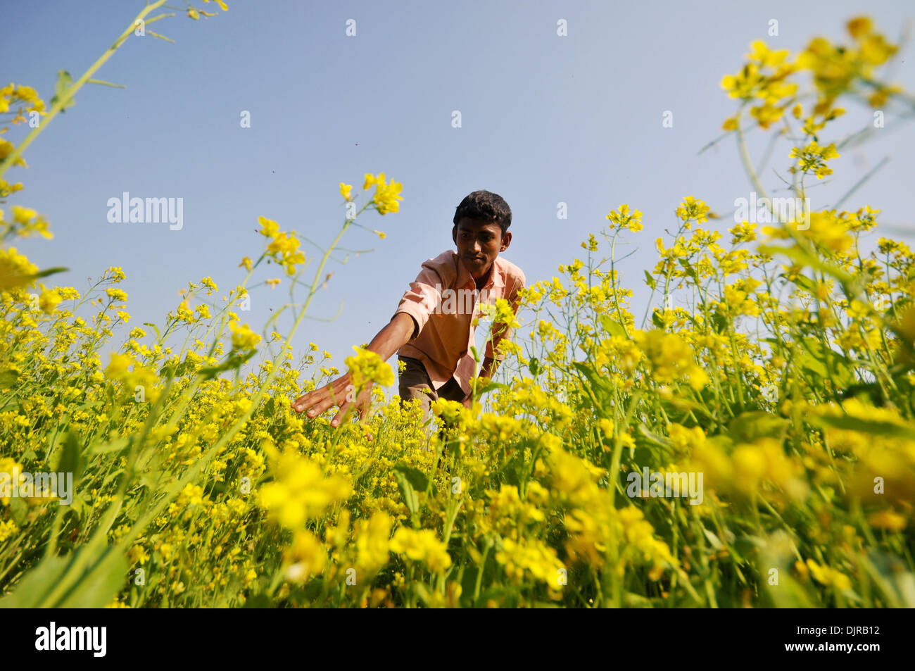 Indian agriculture hires stock photography and images Alamy
