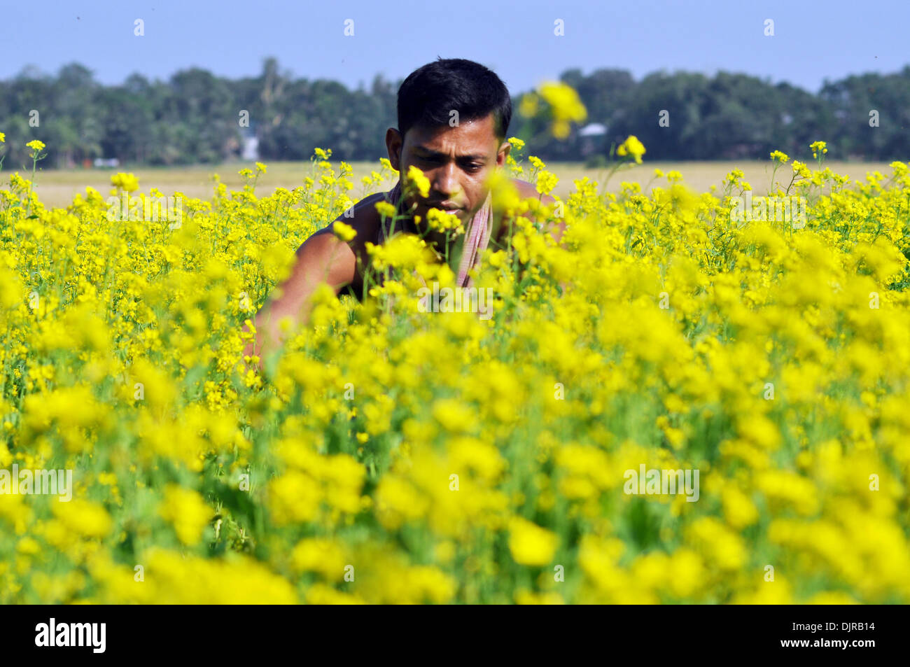 Indian agriculture hires stock photography and images Alamy