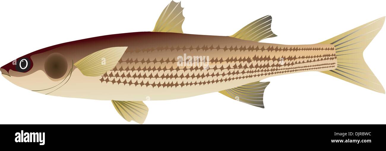vector image of mullet Stock Vector