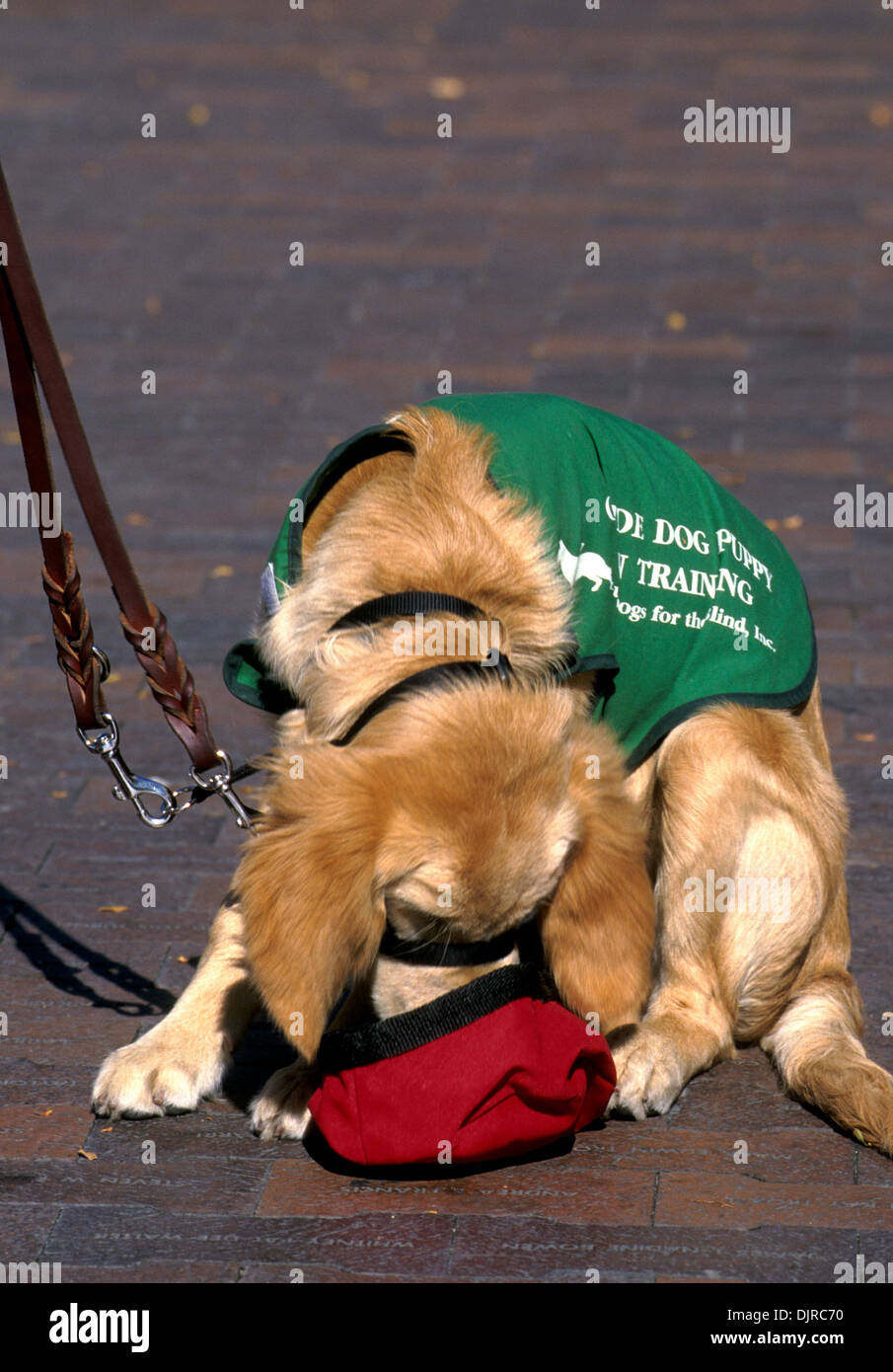 Guide dog puppy in training drinking water out of a red bowl Stock Photo