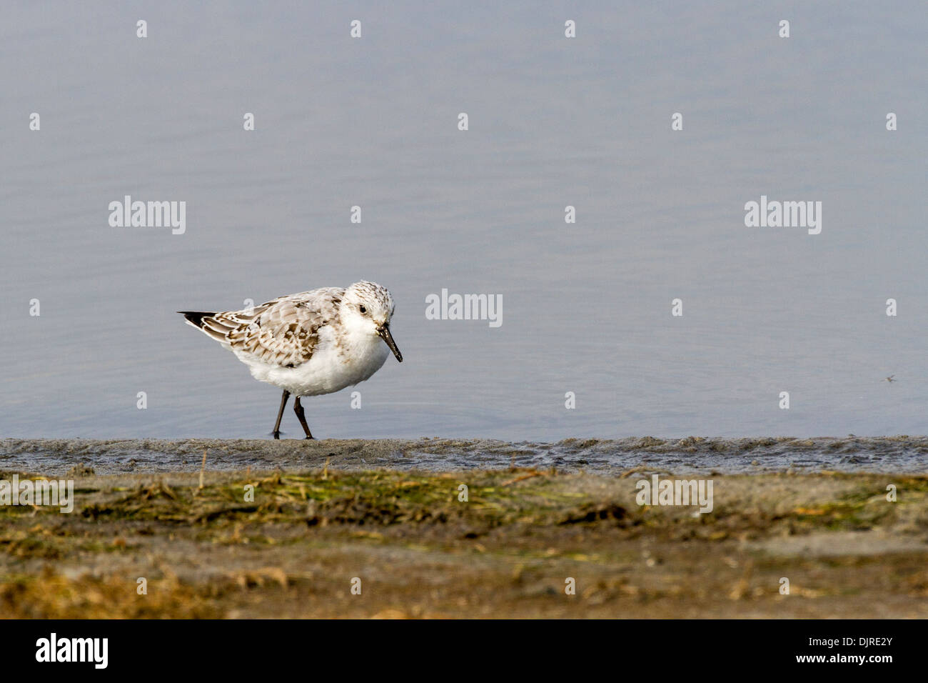 Sanderling sandpiper at Chincoteague National Wildlife Refuge on Assateague Island in Virginia. Stock Photo