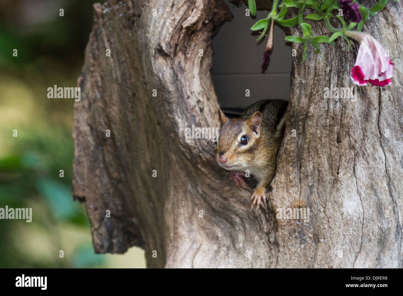 Eastern Chipmunk, Tamias striatus, gathering nuts in autumn in preparation for winter, in McLeansville, North Carolina. Stock Photo