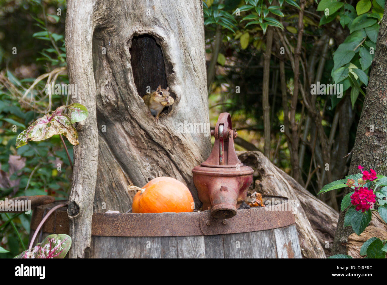 Eastern Chipmunk, Tamias striatus, gathering nuts in autumn in McLeansville, North Carolina. Stock Photo