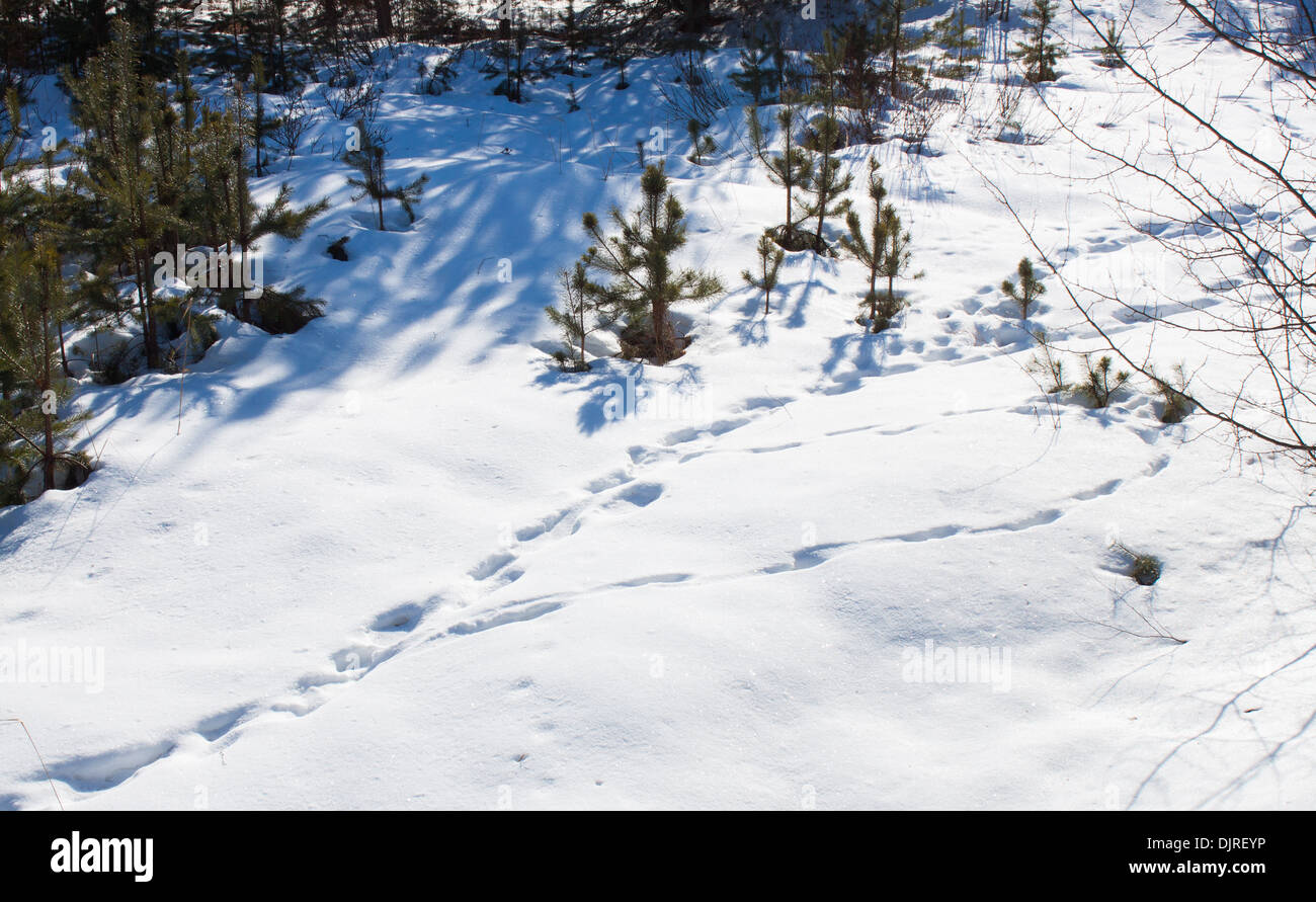 Pine tree forest hi-res stock photography and images - Alamy