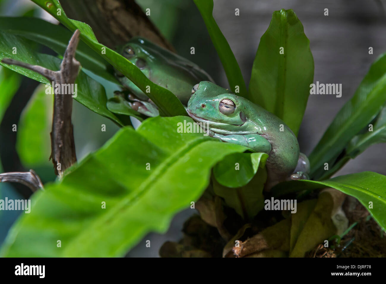Dumpy tree frog / Litoria caerulea Stock Photo