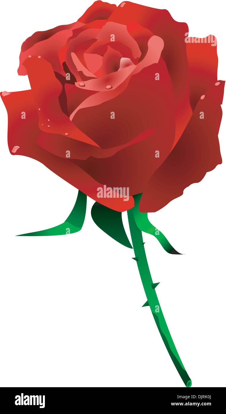 Red rose Stock Vector