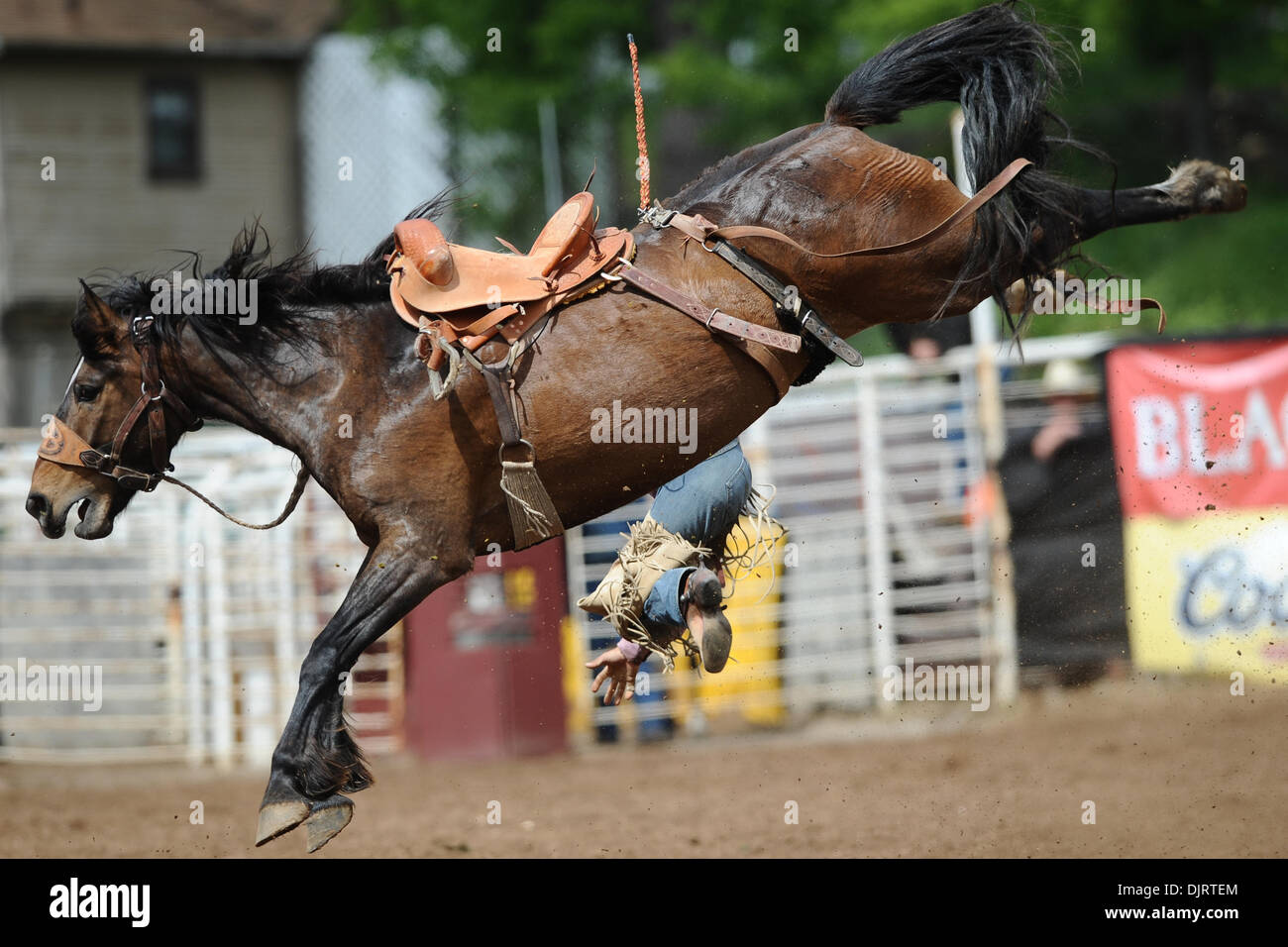 May 09, 2010 - Sonora, California, U.S - 09 May 2010: Saddle bronc rider John Flook rides Slum Lord at the 2010 Mother Lode Round-Up in Sonora, CA. (Credit Image: © Matt Cohen/Southcreek Global/ZUMApress.com) Stock Photo