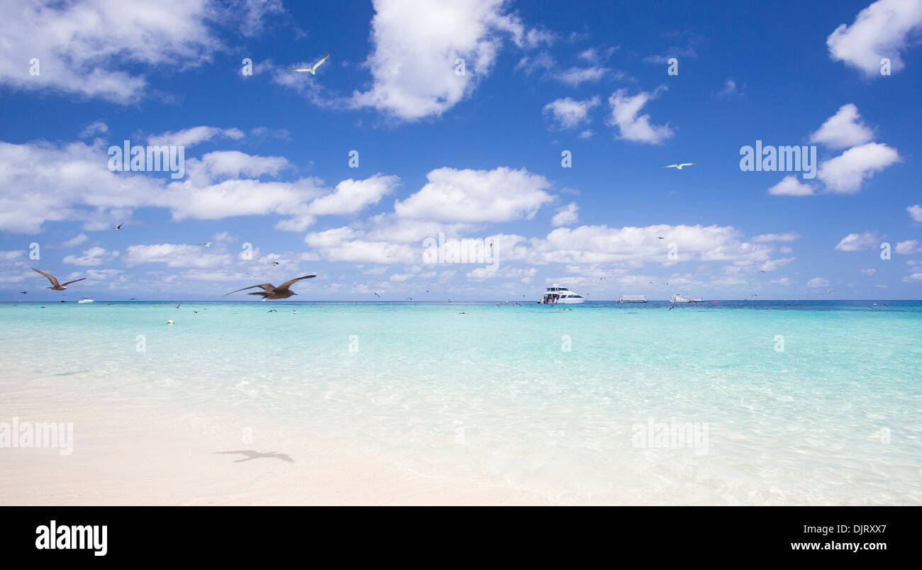Beautiful white sand and clear water on a sunny day at Michaelmas Cay, Great Barrier Reef, Australia Stock Photo