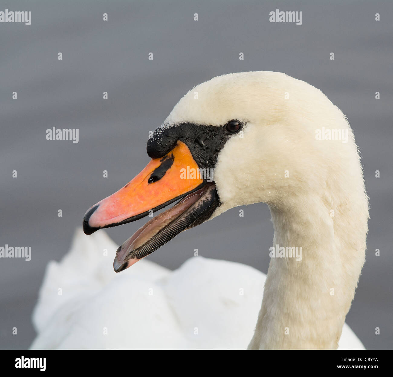 Hissing bird hires stock photography and images Alamy