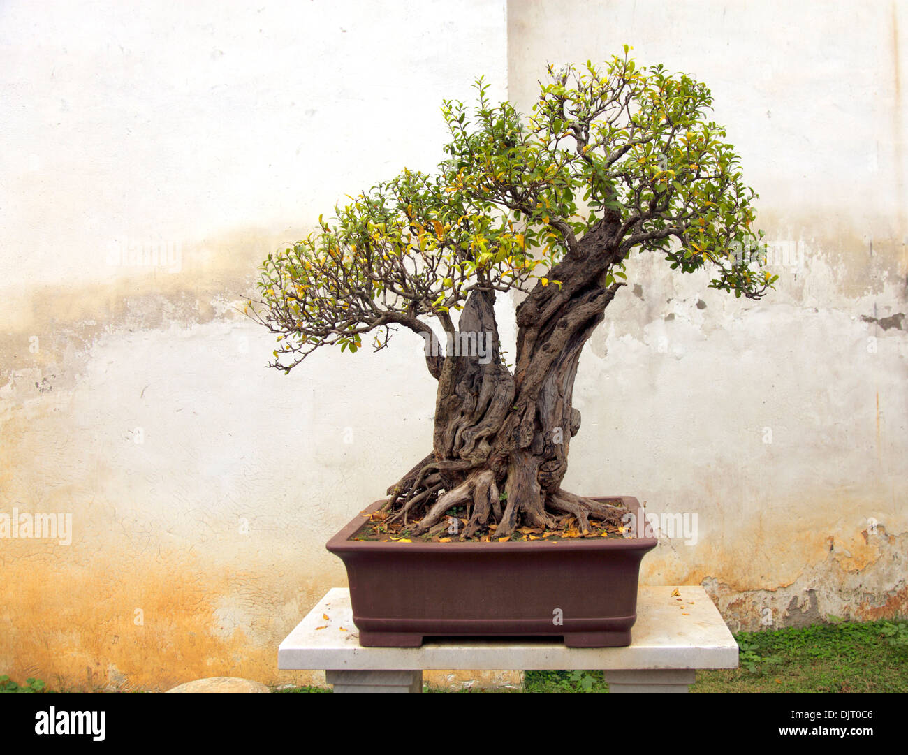 Bonsai tree, Classical Garden, Suzhou, Jiangsu, China Stock Photo