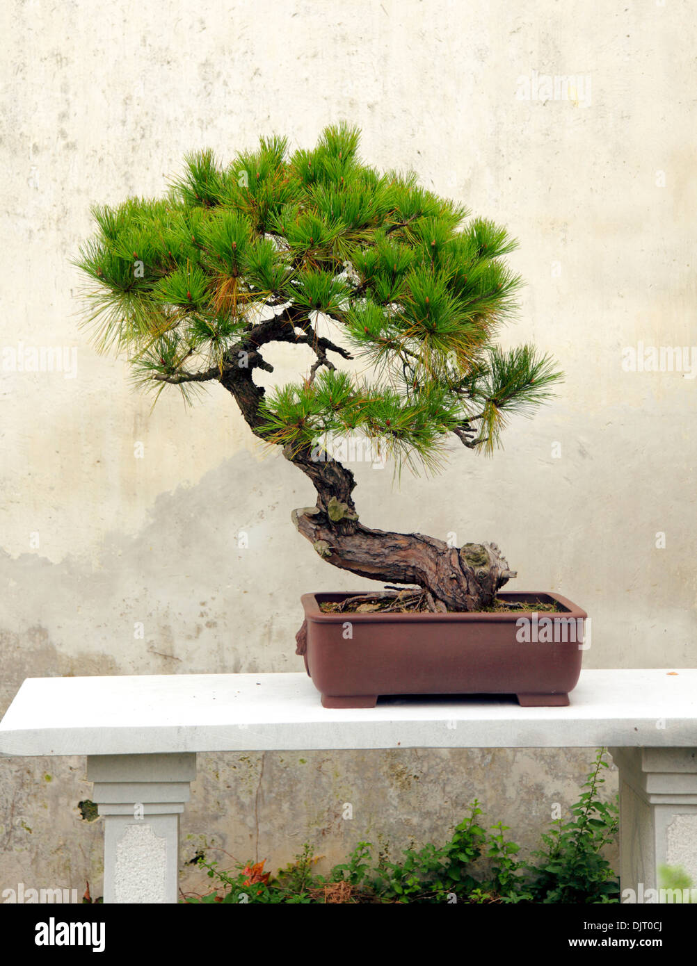 Bonsai tree, Classical Garden, Suzhou, Jiangsu, China Stock Photo