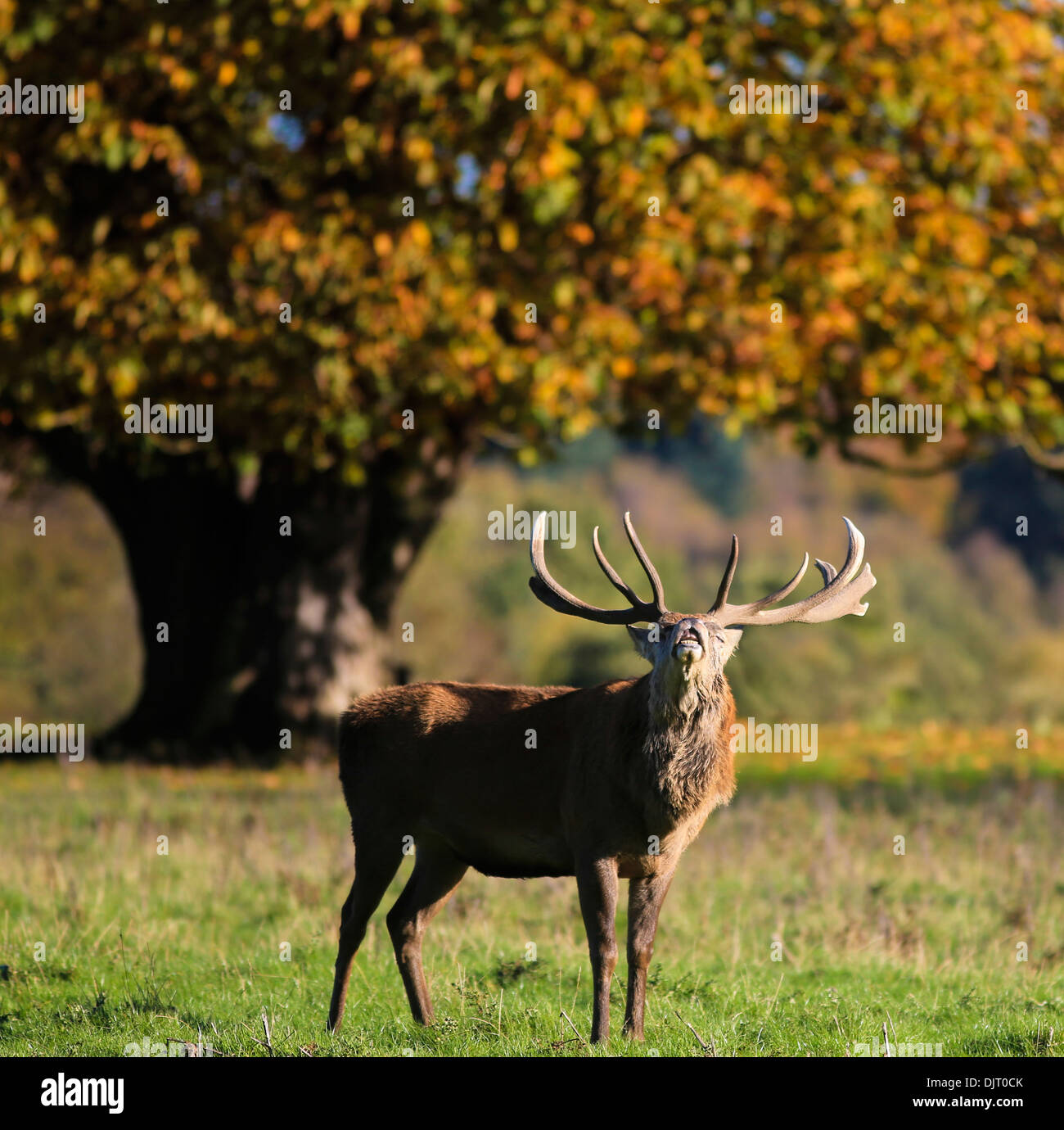 Rams rutting at Calke Abbey, Near Ticknall, Derbyshire Stock Photo - Alamy