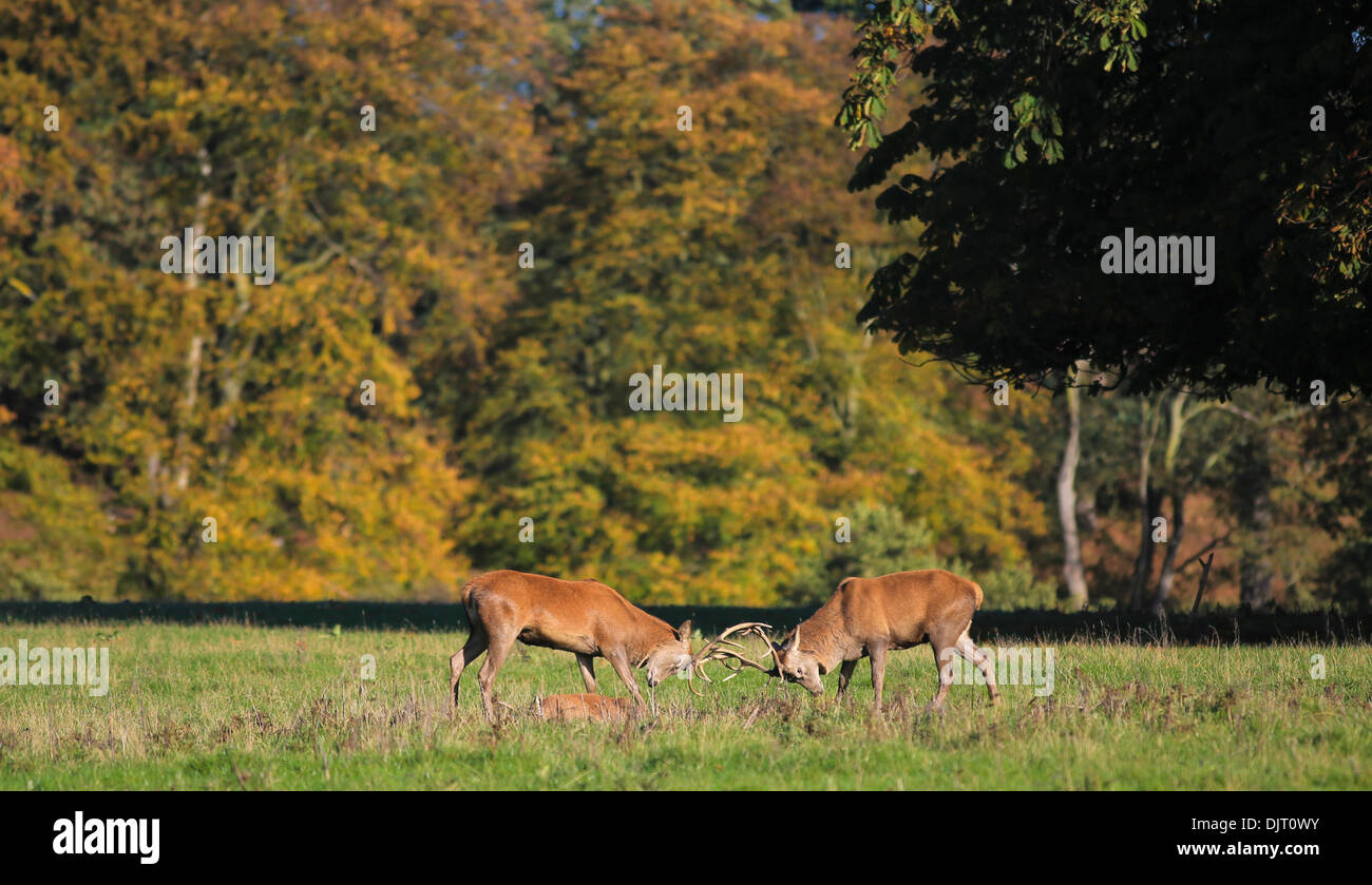 Rams rutting at Calke Abbey, Near Ticknall, Derbyshire Stock Photo - Alamy