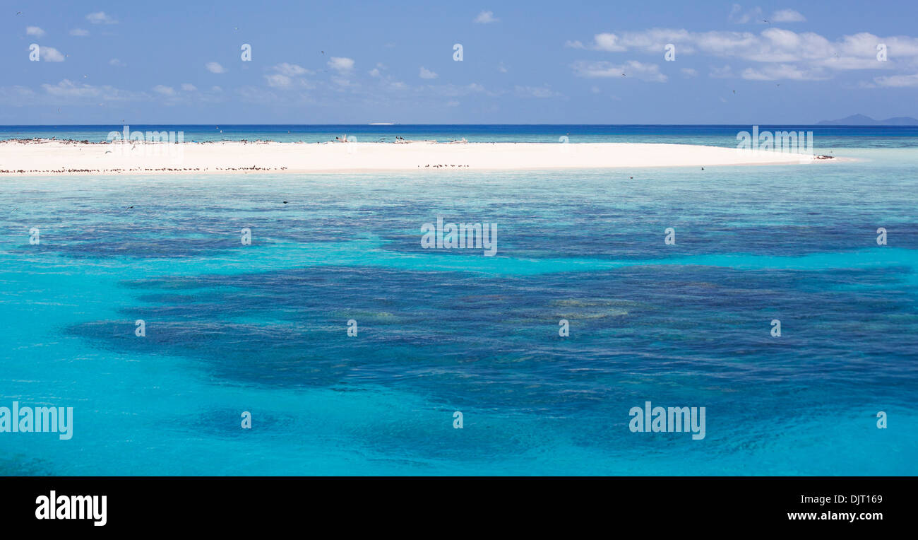 Seabirds on a beach at Michaelmas Cay, Great Barrier Reef, Australia Stock Photo