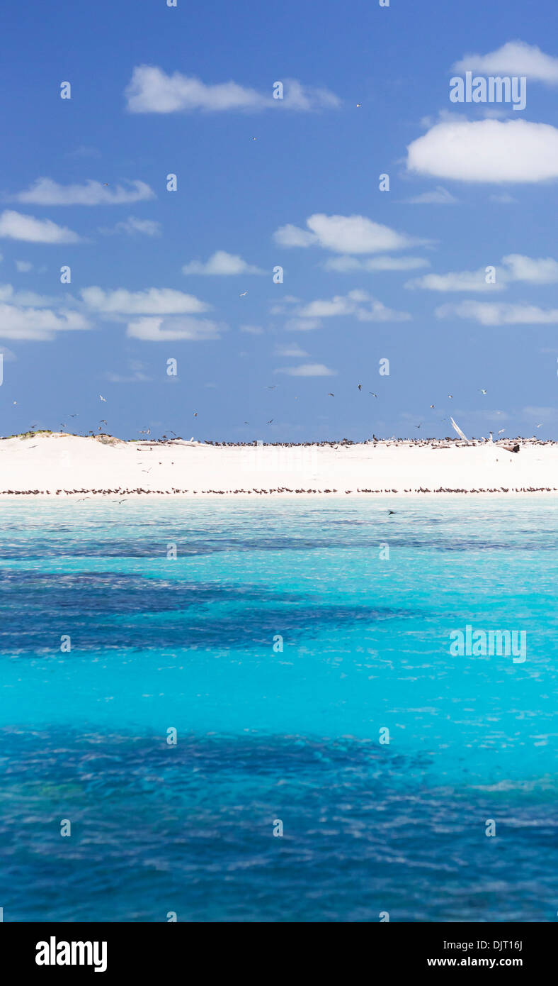 Seabirds on a beach at Michaelmas Cay, Great Barrier Reef, Australia Stock Photo