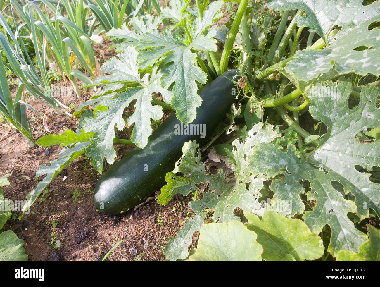 Zucchini or courgette plant fruit and leaves growing in vegetable garden UK Stock Photo